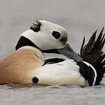 Eider de Steller