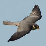 Eurasian Hobby