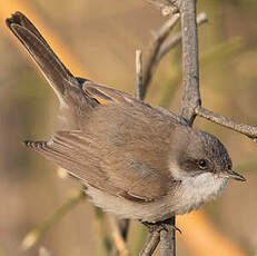 Fauvette minule