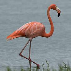 Flamant des Caraïbes