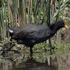 Foulque à front rouge