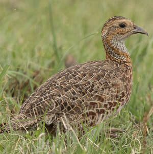 Francolin à ailes grises