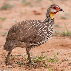 Francolin à cou jaune