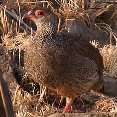 Francolin de Harwood