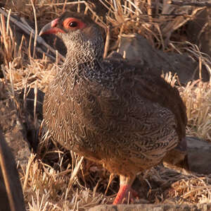 Francolin de Harwood