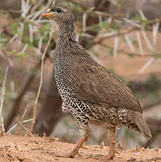 Francolin du Natal