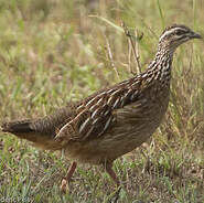 Francolin huppé