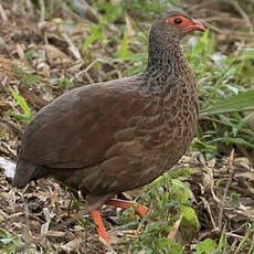 Francolin noble