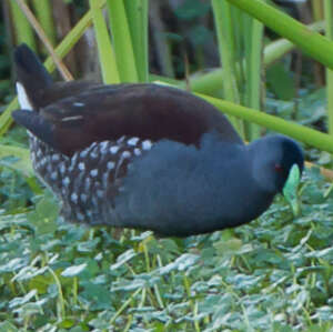 Gallinule à face noire