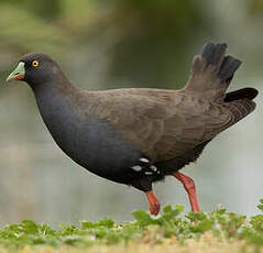 Gallinule aborigène