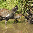 Gallinule de Tasmanie