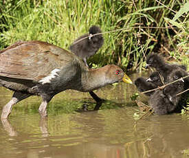 Gallinule de Tasmanie