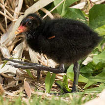 Gallinule sombre