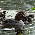 Garrot à œil d'or