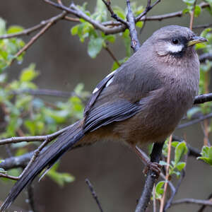 Garrulaxe de Sukatschev