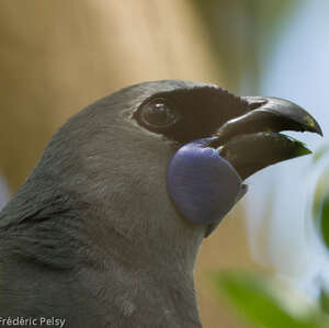 Glaucope de Wilson