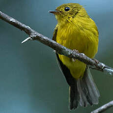 Gobemouche canari