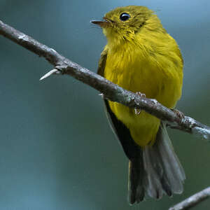 Gobemouche canari