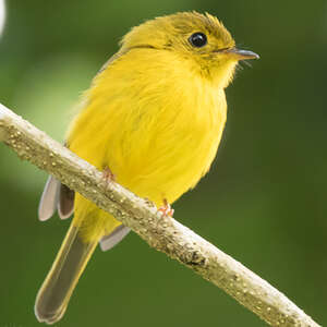 Gobemouche canari