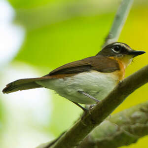 Gobemouche de Balabac