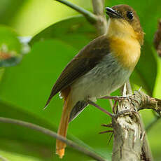 Gobemouche de Palawan