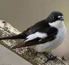 Gobemouche noir