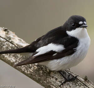 Gobemouche Noir Ficedula Hypoleuca