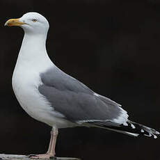 Goéland argenté