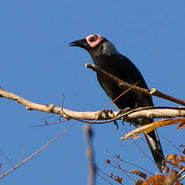 Coleto Sarcops Calvus