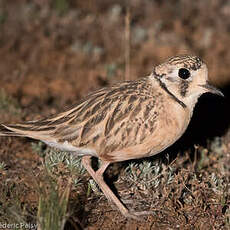 Gravelot australien