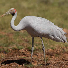 Grue brolga