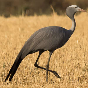 Grue de paradis