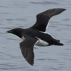 Guillemot de Brünnich