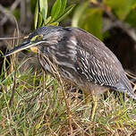 Héron des Galapagos
