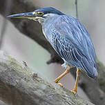 Héron des mangroves