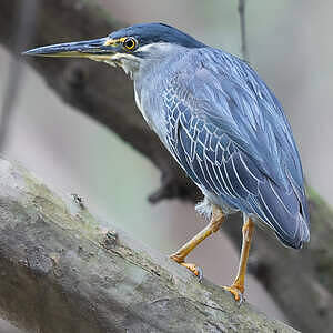 Héron des mangroves