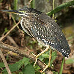 Héron des mangroves