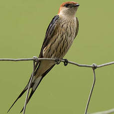 Hirondelle à tête rousse