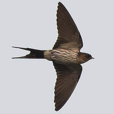 Hirondelle striolée