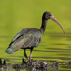 Ibis à face nue