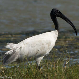 Ibis à tête noire