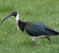 Ibis d'Australie