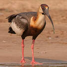 Ibis mandore
