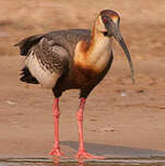 Ibis mandore