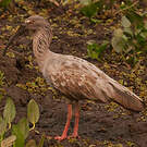 Ibis plombé