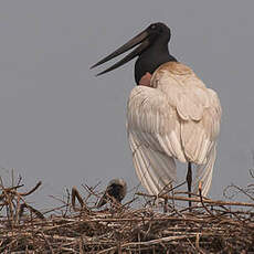 Jabiru d'Amérique