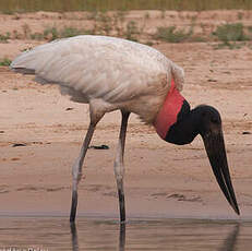 Jabiru d'Amérique