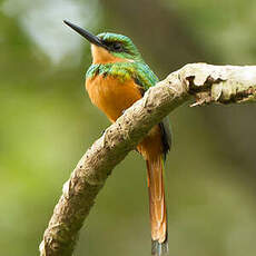 Jacamar à queue rousse