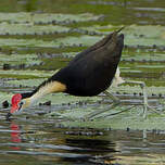 Jacana à crête