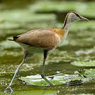Jacana à poitrine dorée
